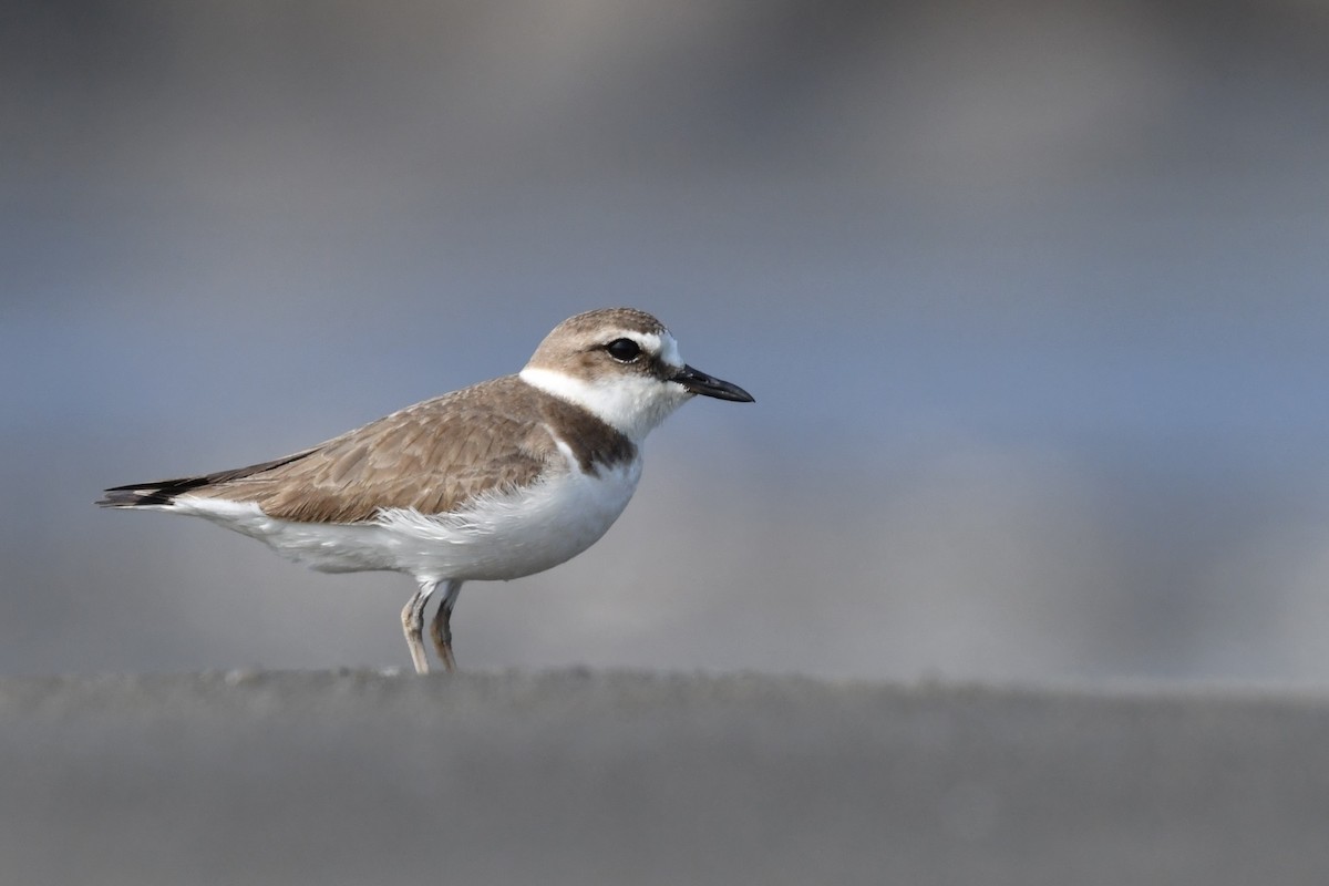 Kentish Plover - ML615236954