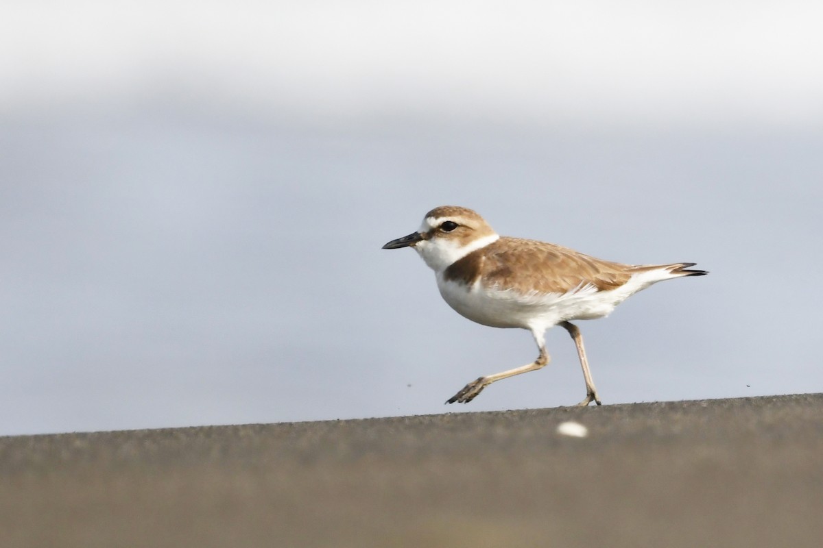 Kentish Plover - ML615236955