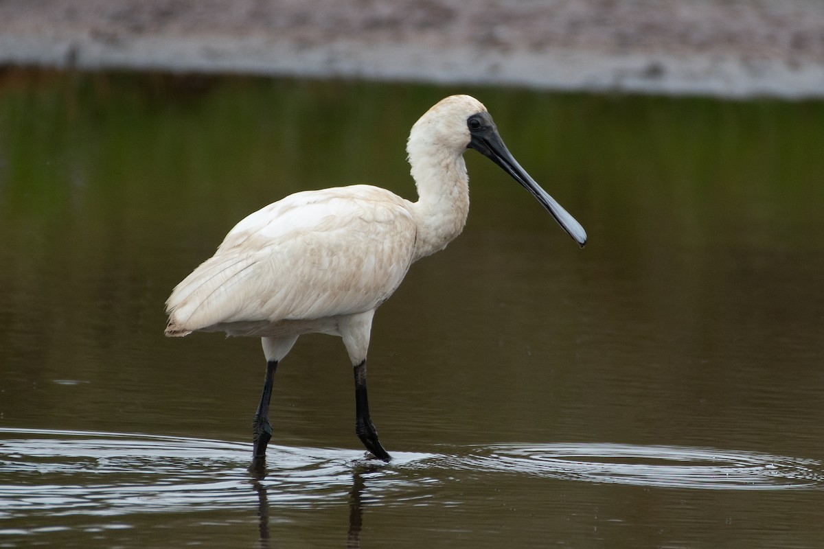 Royal Spoonbill - ML615236963