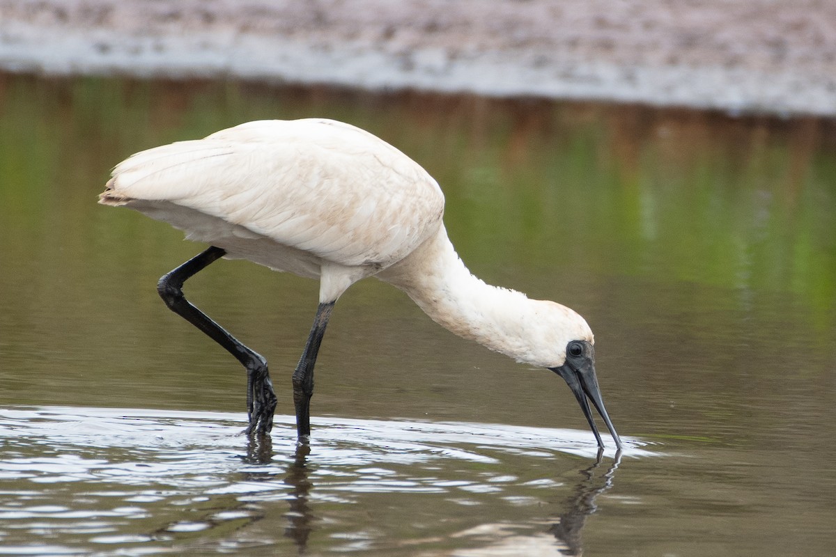 Royal Spoonbill - ML615236977