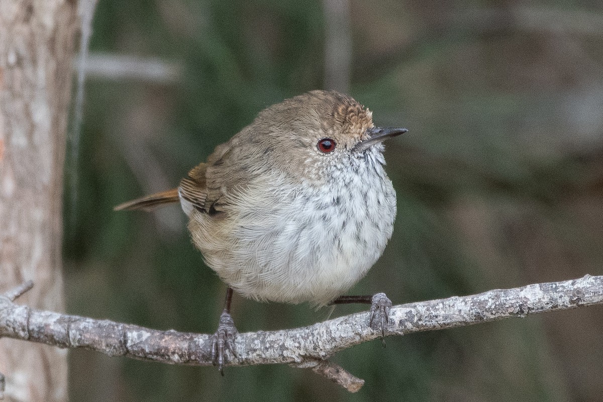 Brown Thornbill - ML615237007