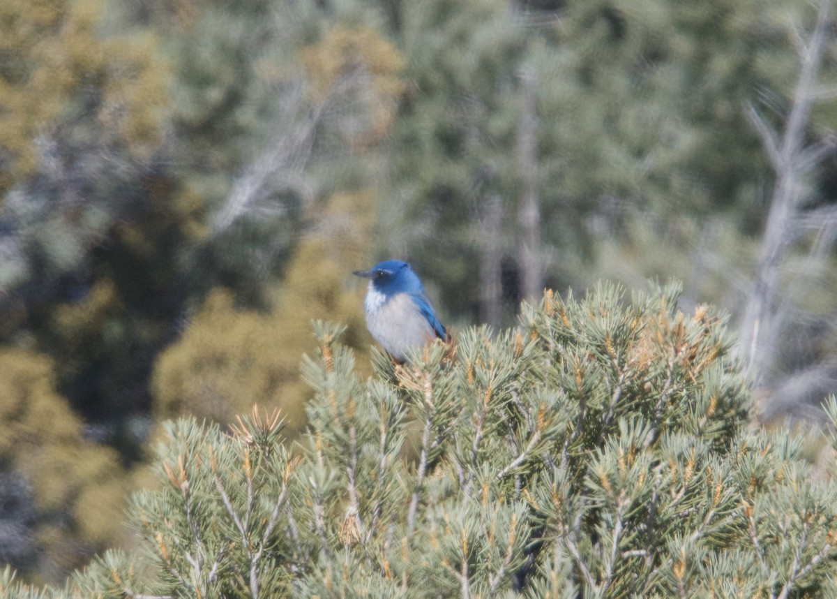 California/Woodhouse's Scrub-Jay - ML615237070