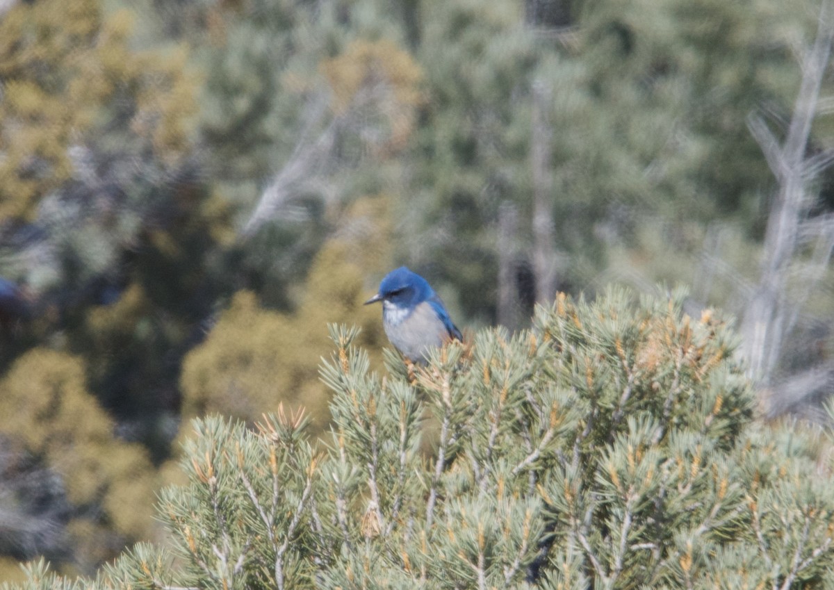 California/Woodhouse's Scrub-Jay - ML615237071