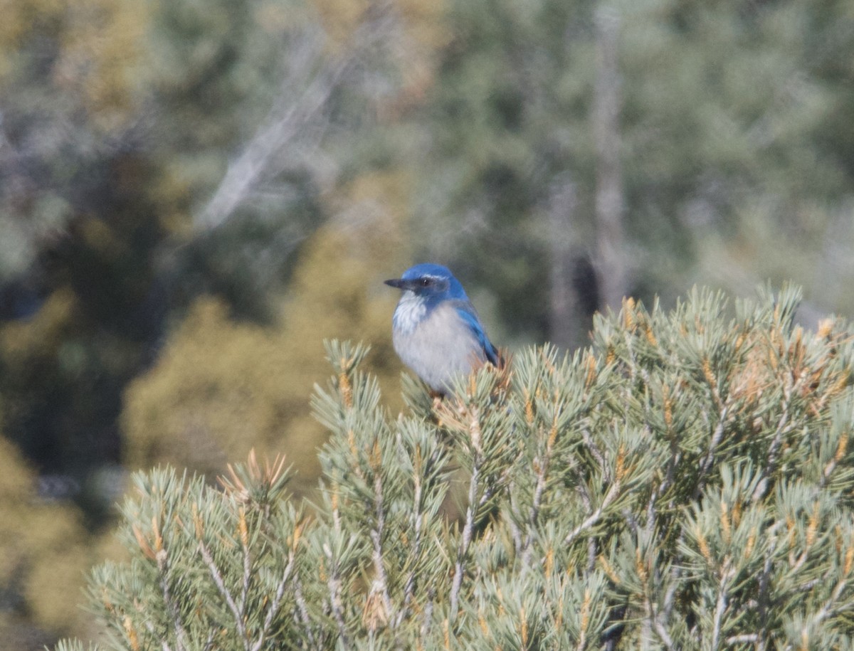 California/Woodhouse's Scrub-Jay - ML615237072