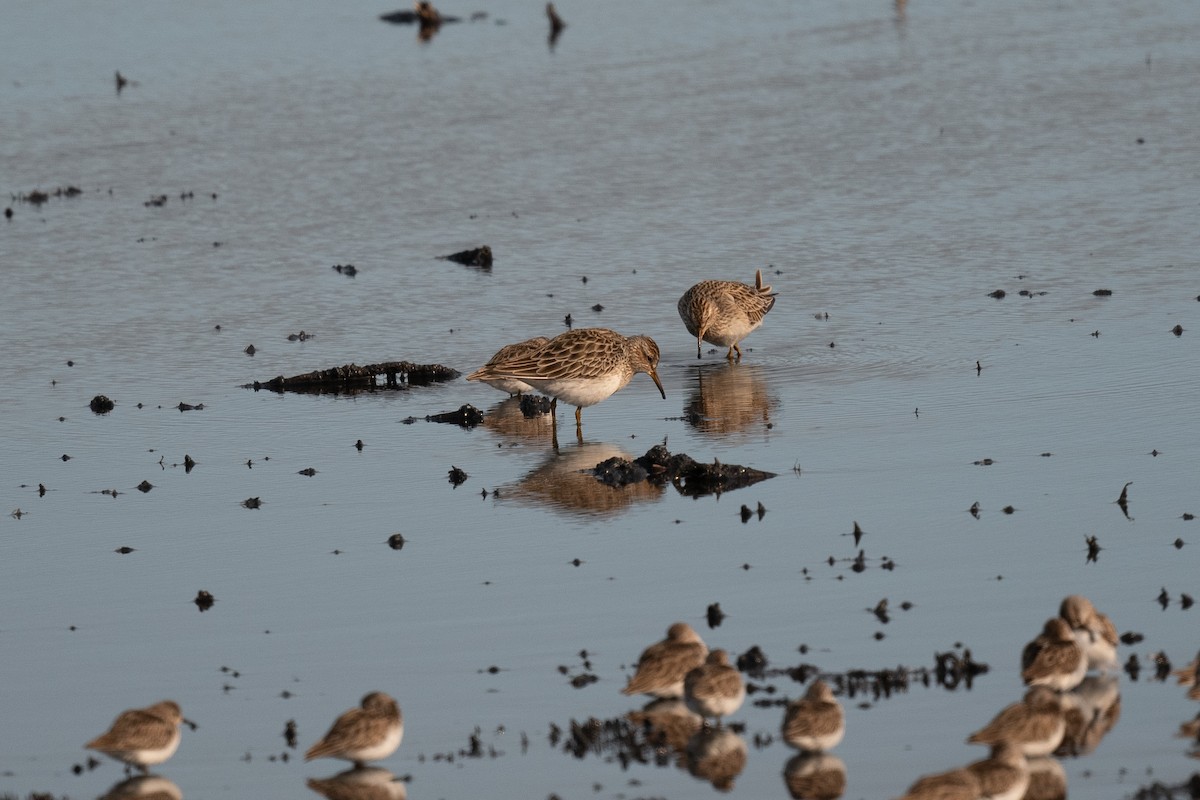 Pectoral Sandpiper - ML615237083