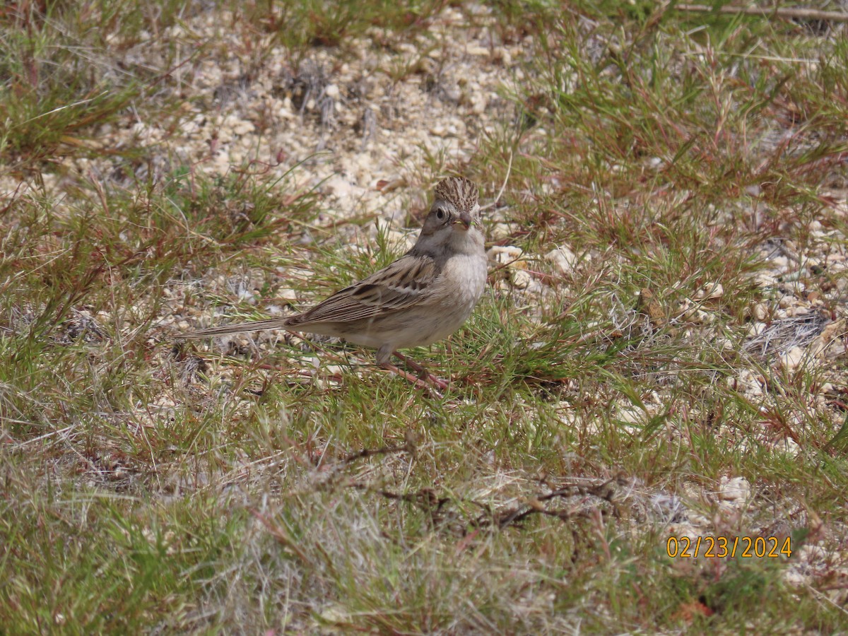 Brewer's Sparrow - ML615237103