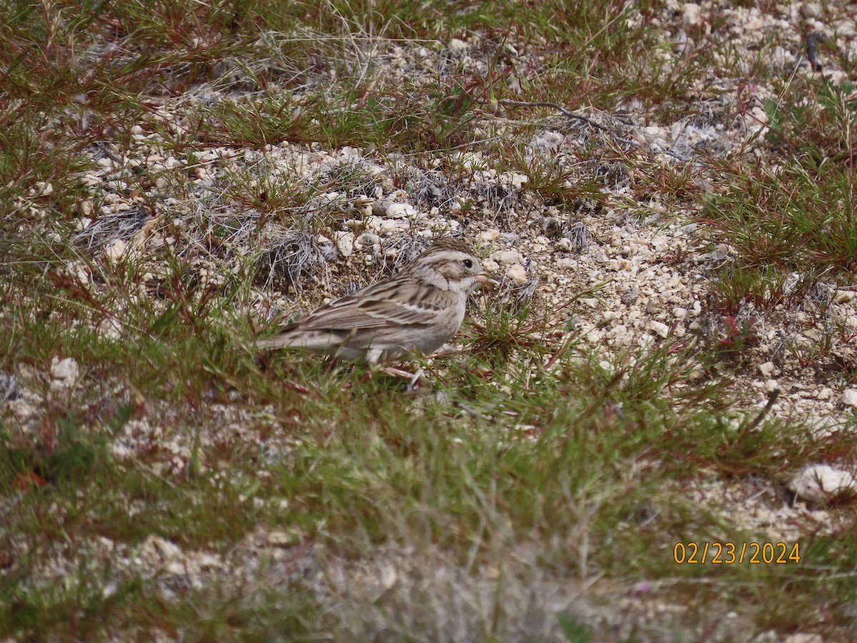 Brewer's Sparrow - ML615237105