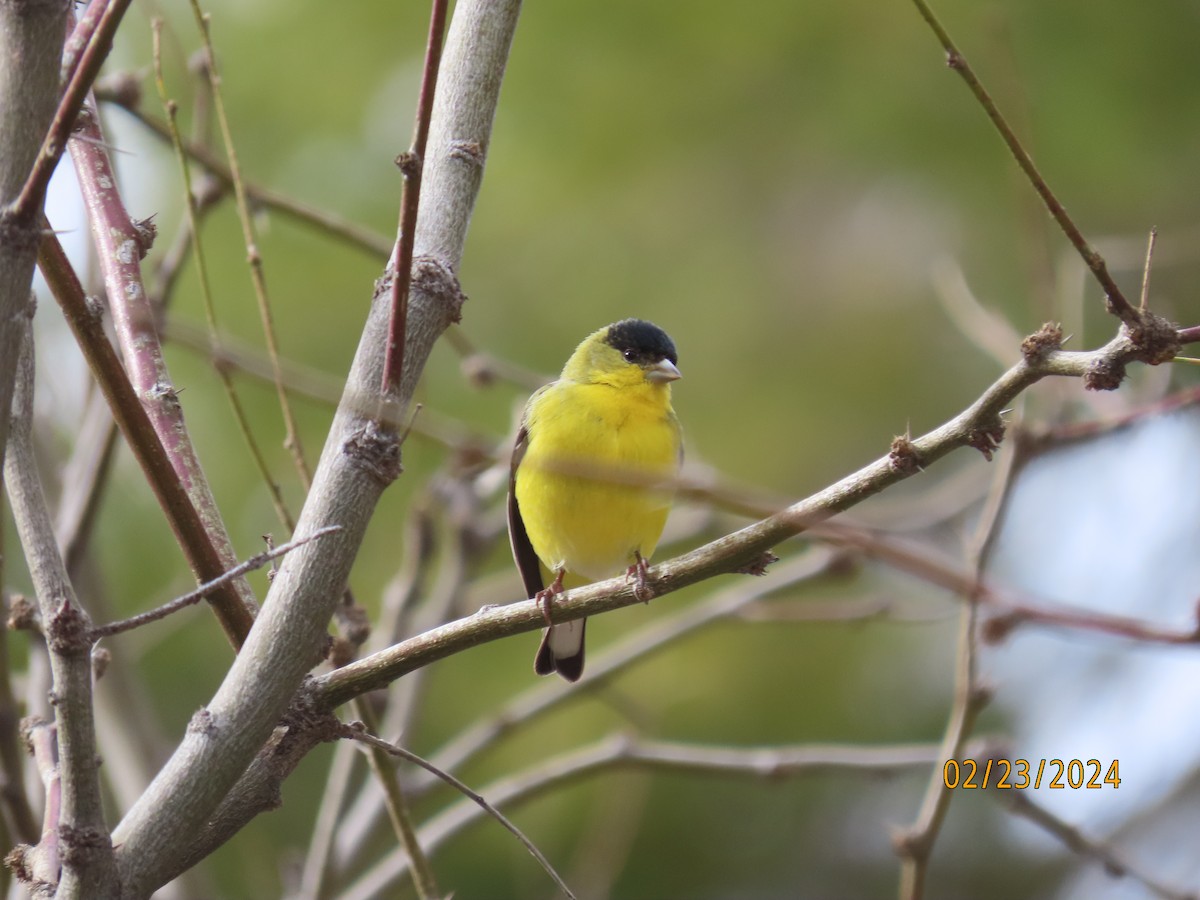 Lesser Goldfinch - ML615237118