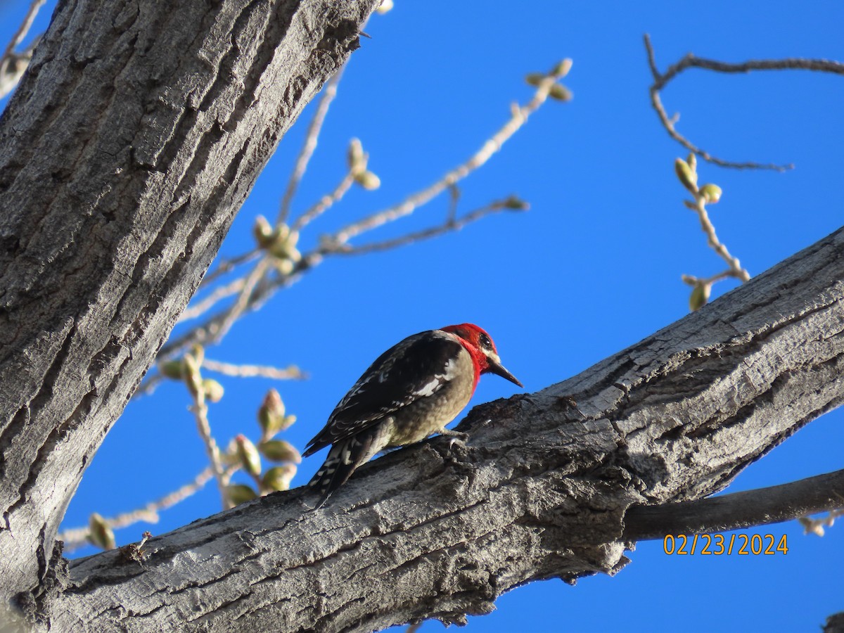 Red-breasted Sapsucker - ML615237144