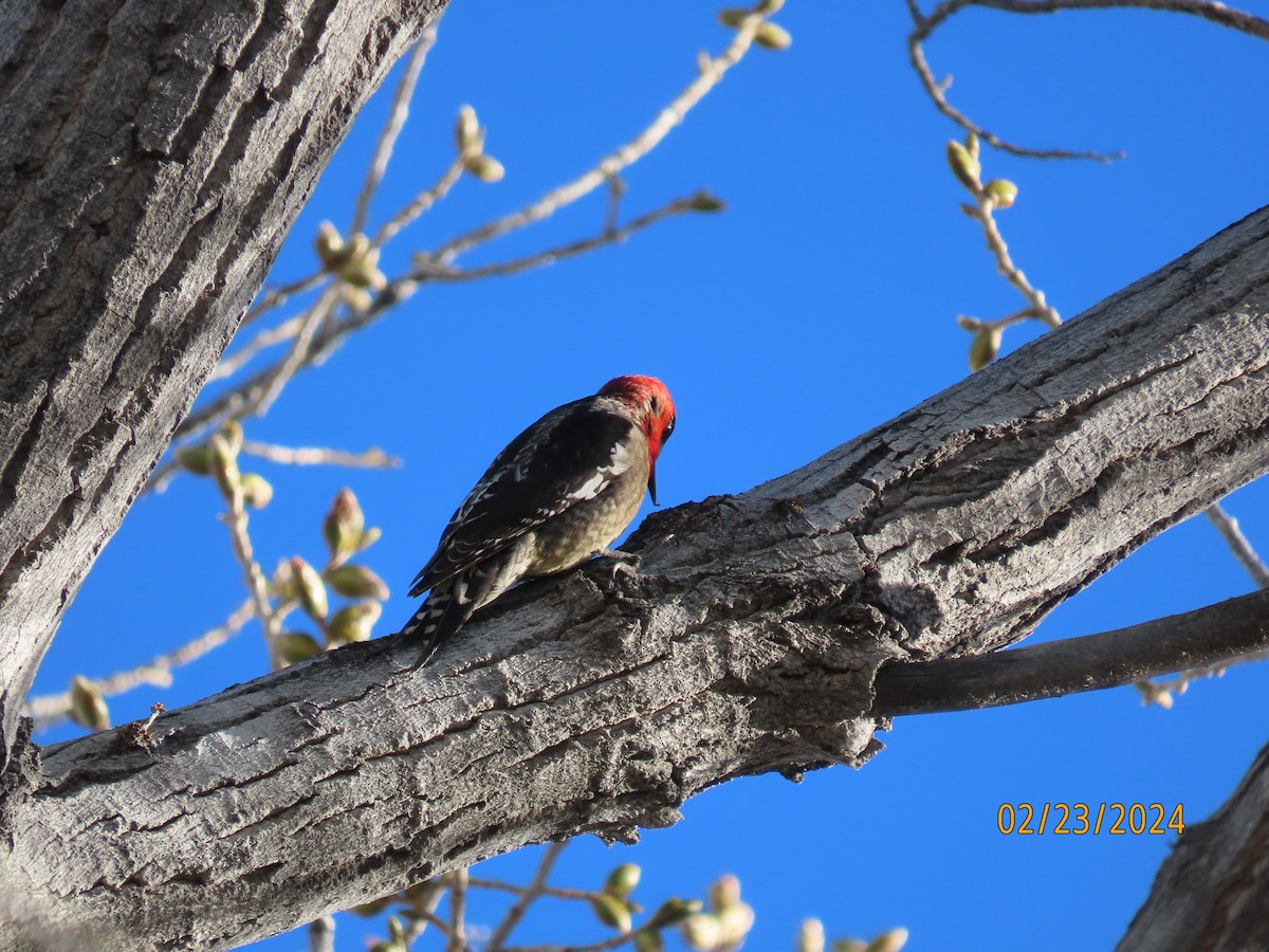 Red-breasted Sapsucker - ML615237150