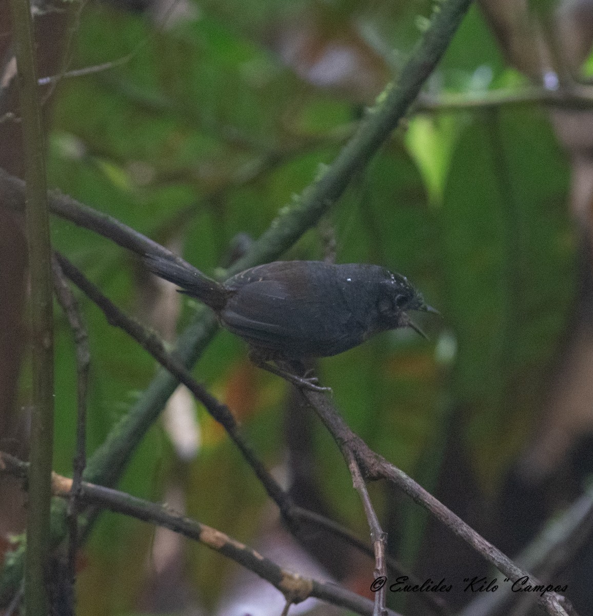 Choco Tapaculo - ML615237192