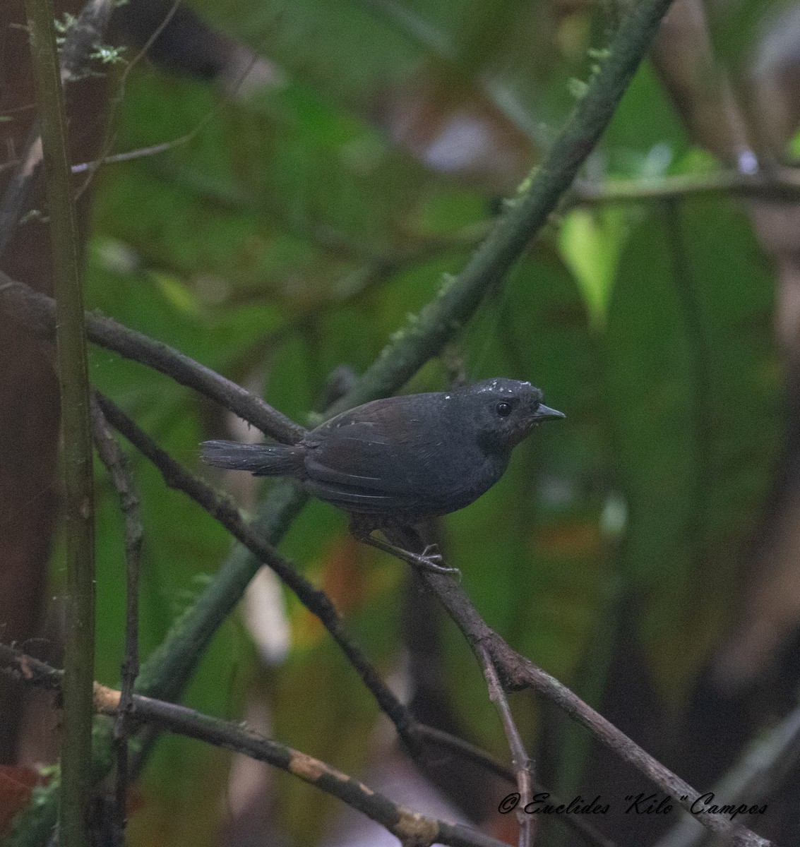 Choco Tapaculo - ML615237193