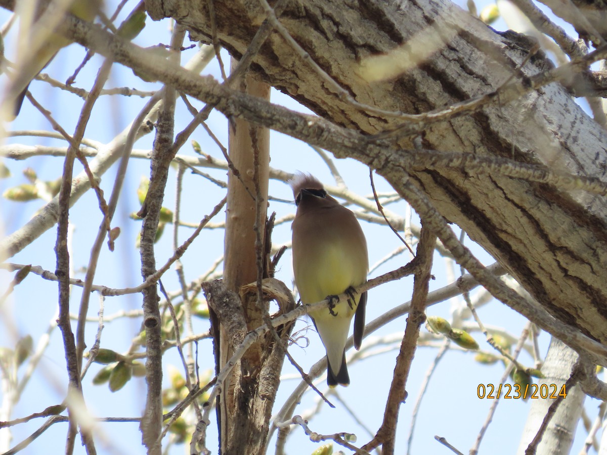 Cedar Waxwing - ML615237204