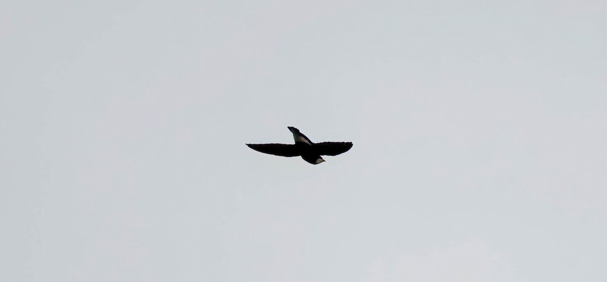 Vencejo Mongol - ML615237237