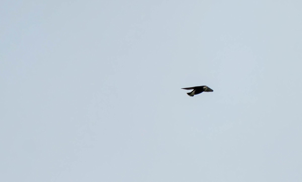 Vencejo Mongol - ML615237238