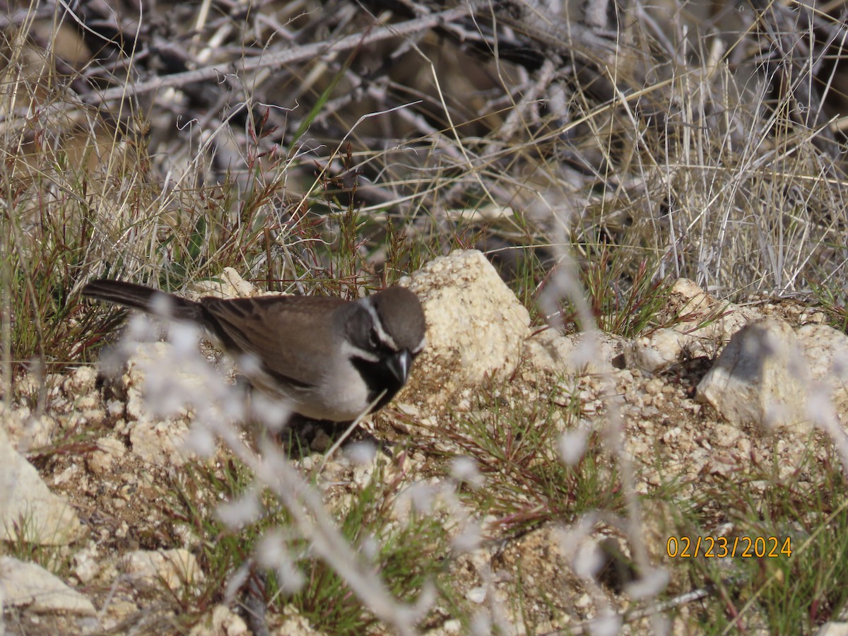 Black-throated Sparrow - ML615237253