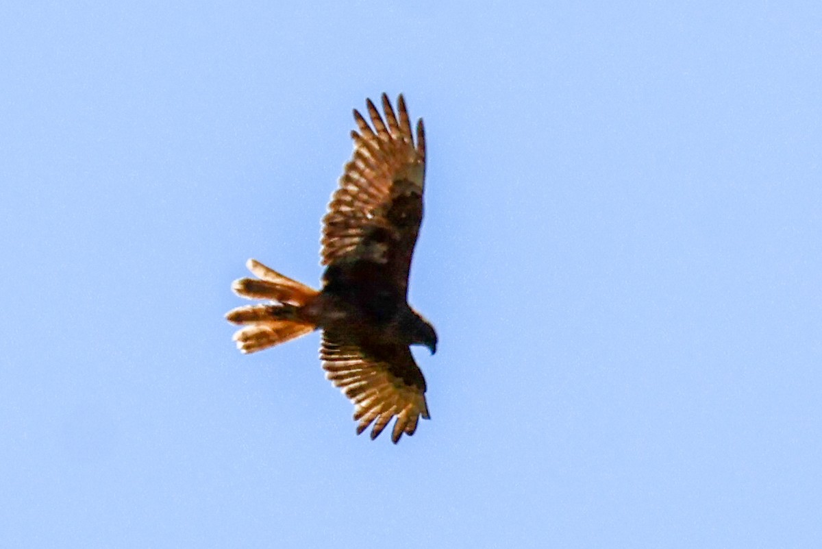 Swamp Harrier - ML615237255