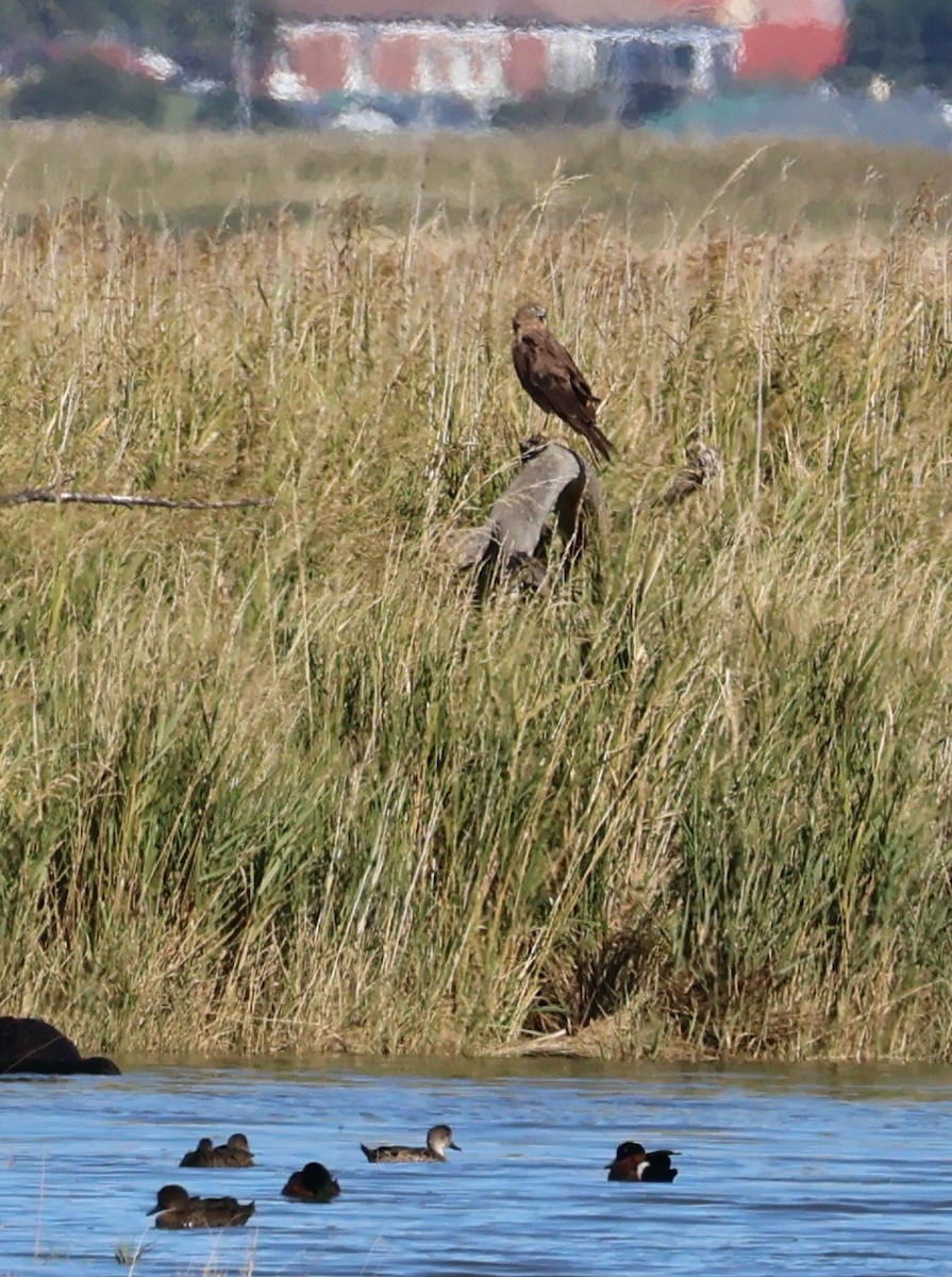 Swamp Harrier - ML615237256