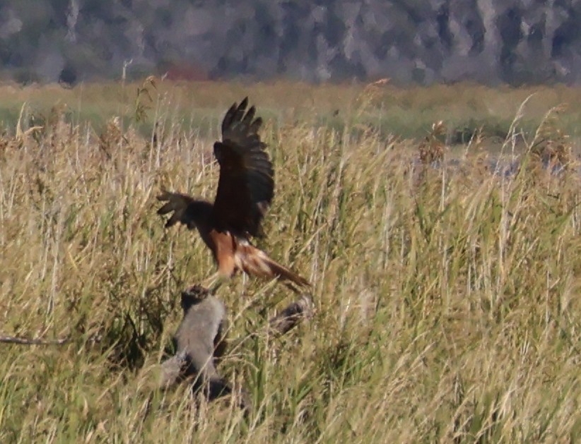 Swamp Harrier - ML615237257