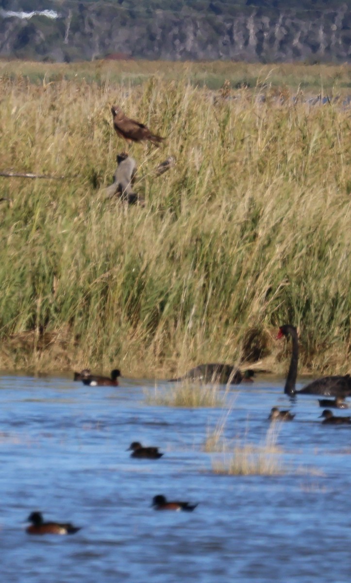 Swamp Harrier - ML615237258