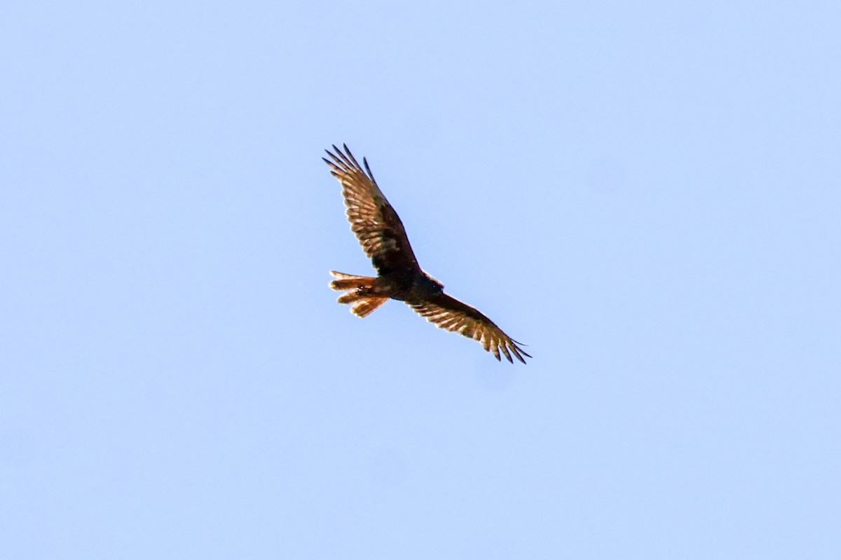 Swamp Harrier - ML615237259