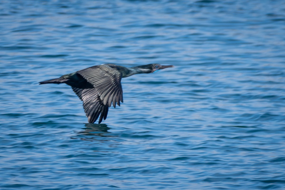 Cormorán Sargento - ML615237294