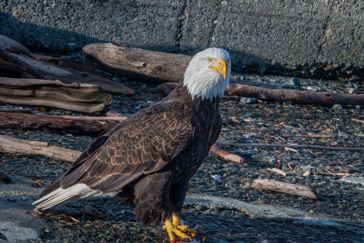 ハクトウワシ - ML615237325