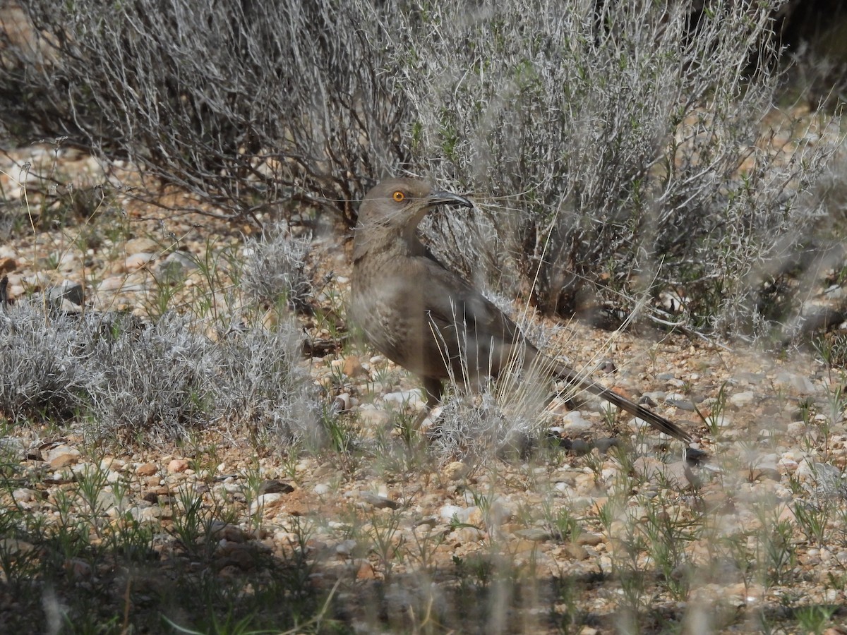 Curve-billed Thrasher - ML615237329