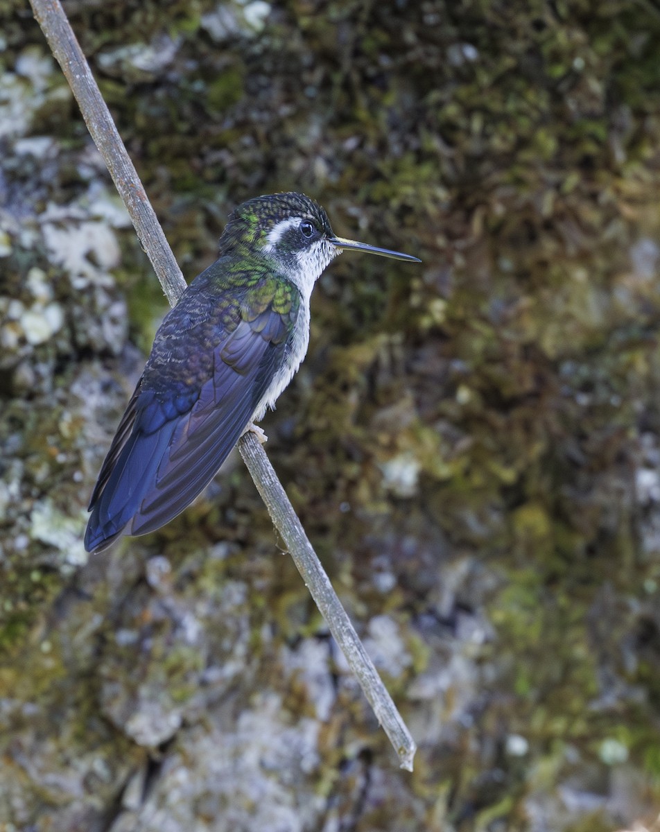 Colibrí Gorjiescamoso - ML615237374