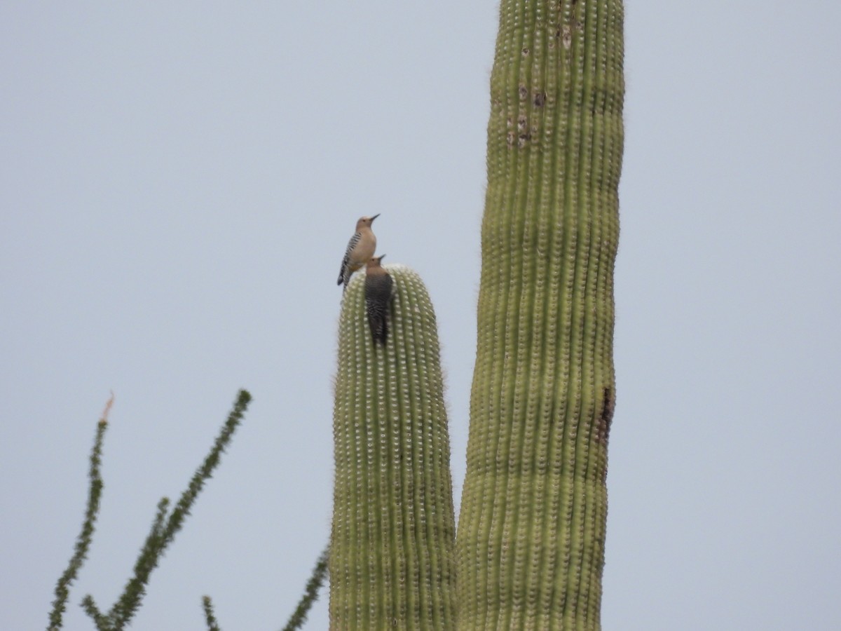 Pic des saguaros - ML615237375
