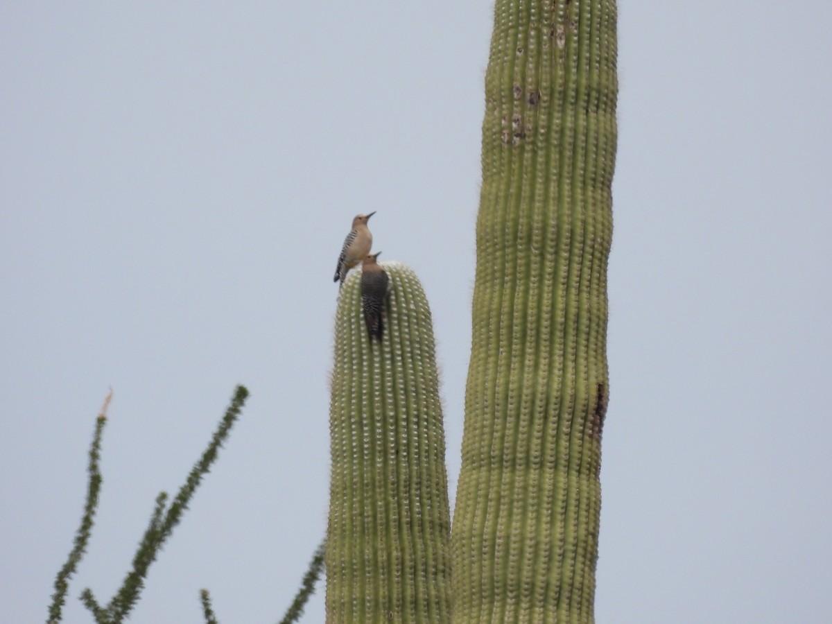 Gila Woodpecker - ML615237375