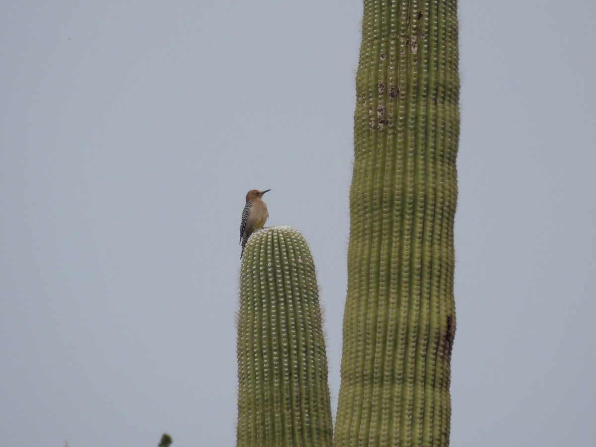 Gila Woodpecker - ML615237376