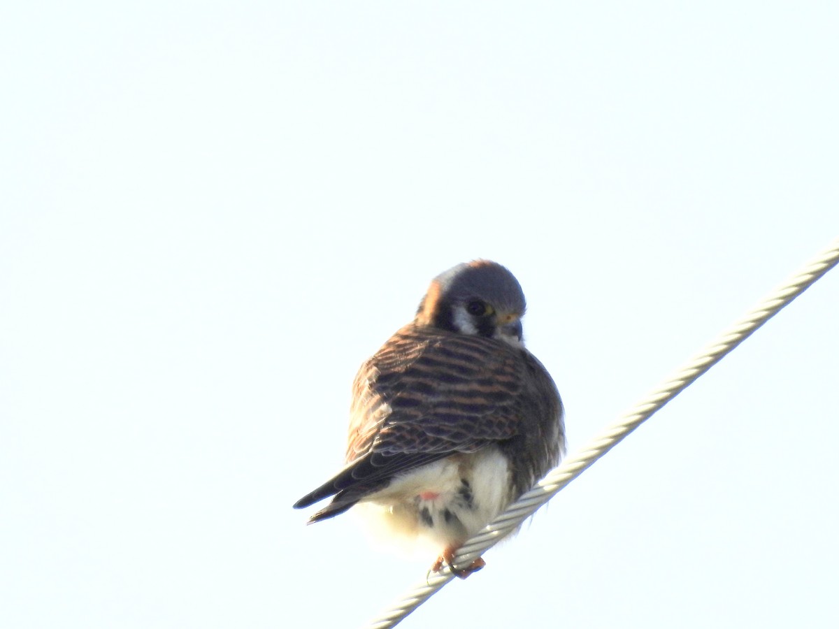 American Kestrel - ML615237393