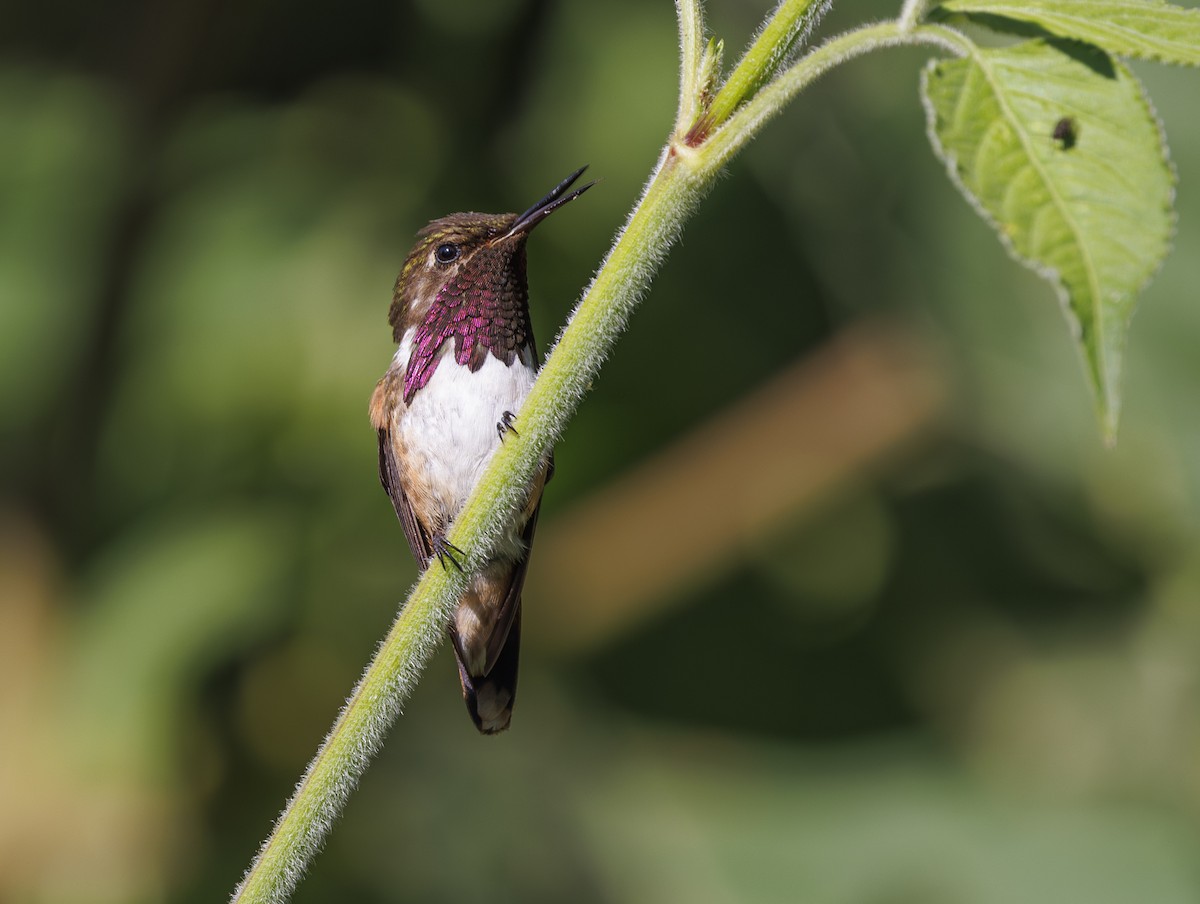 Wine-throated Hummingbird - Jason Vassallo