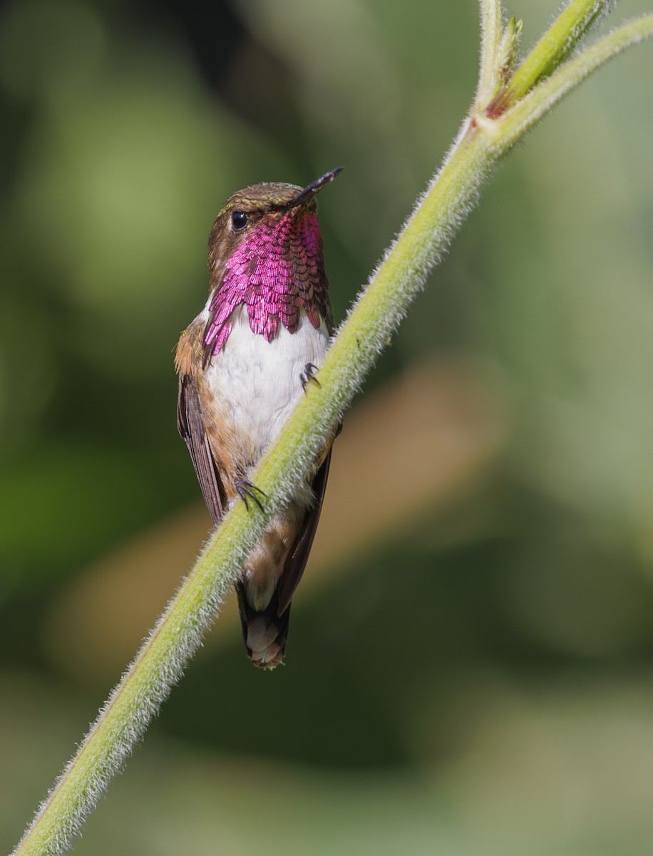 Colibrí de Elliot - ML615237475