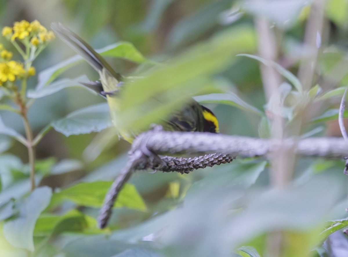 Golden-browed Warbler - Jason Vassallo