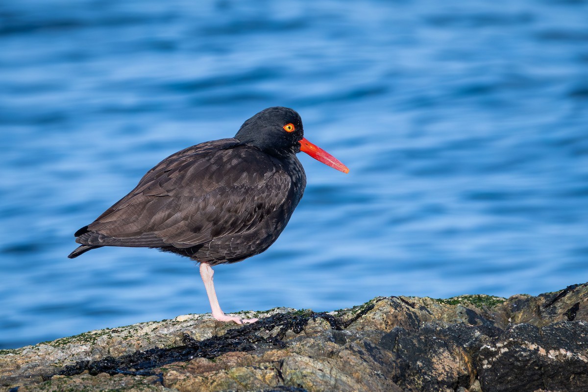 Ostrero Negro Norteamericano - ML615237518