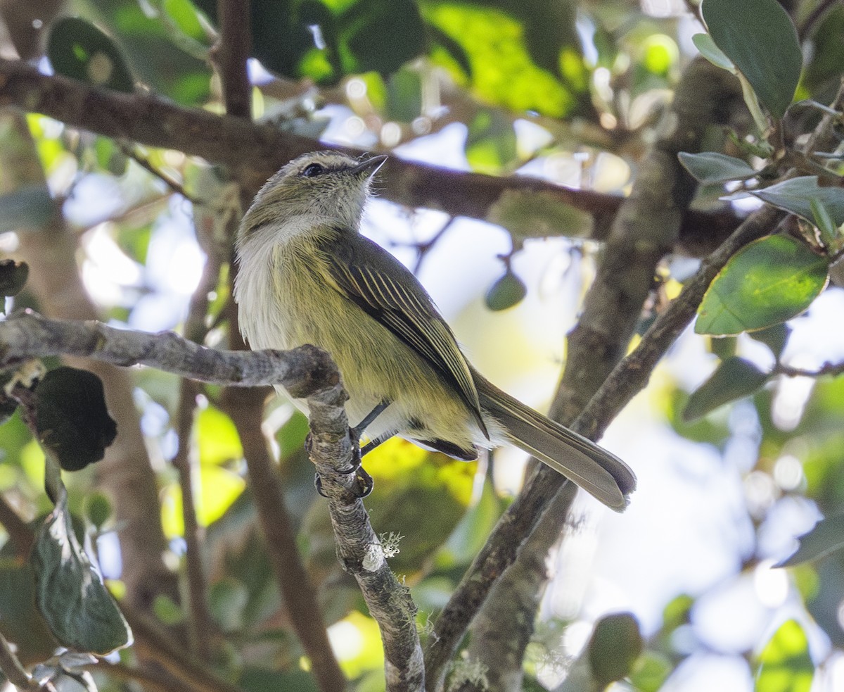 Guatemalan Tyrannulet - ML615237606