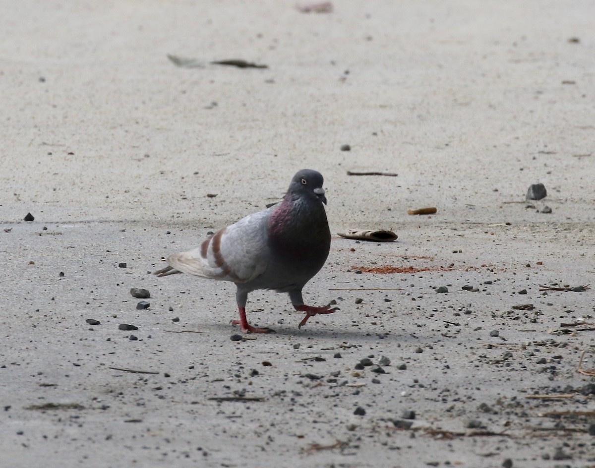 Rock Pigeon (Feral Pigeon) - ML615237608
