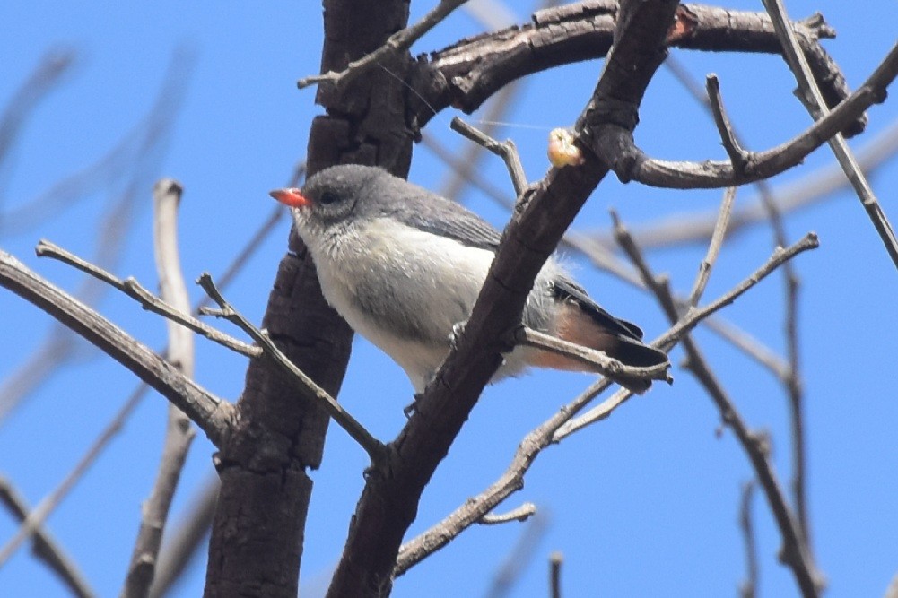 Mistletoebird - ML615237611