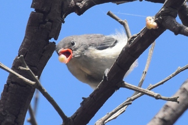 Mistletoebird - Roger Harper