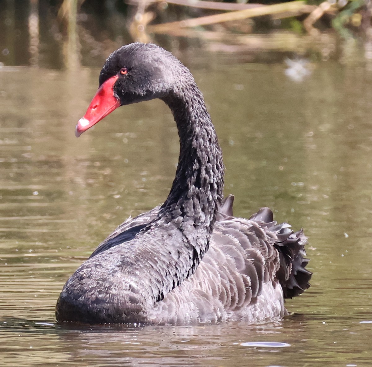 Black Swan - Sonia Boughton