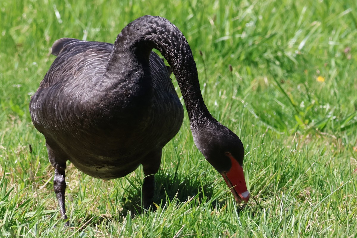 Black Swan - Sonia Boughton