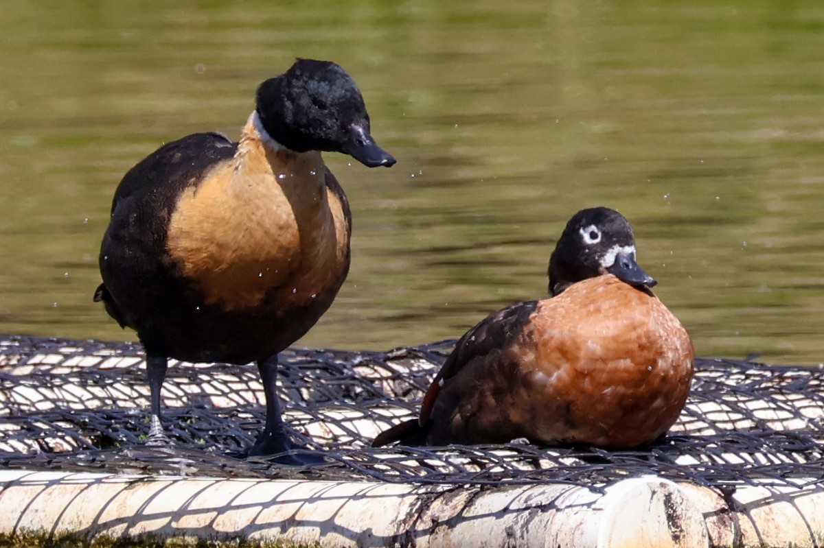 Australian Shelduck - Sonia Boughton