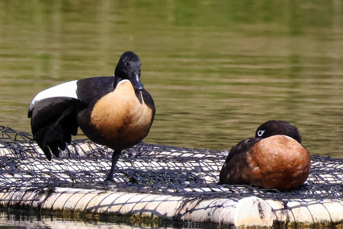 Australian Shelduck - ML615237663