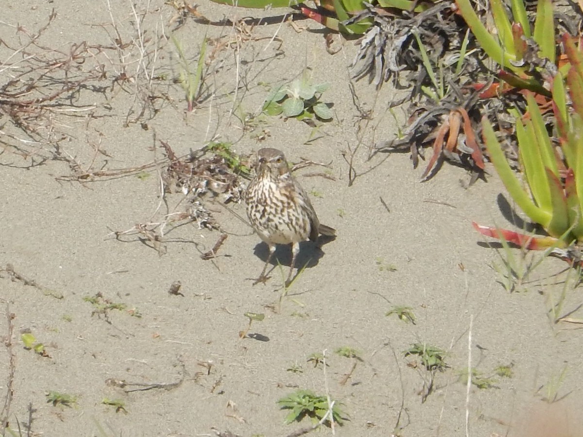 Sage Thrasher - Aidan Healey