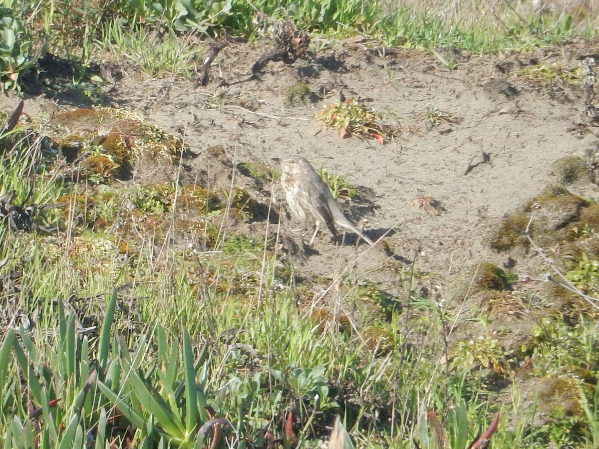 Sage Thrasher - Aidan Healey