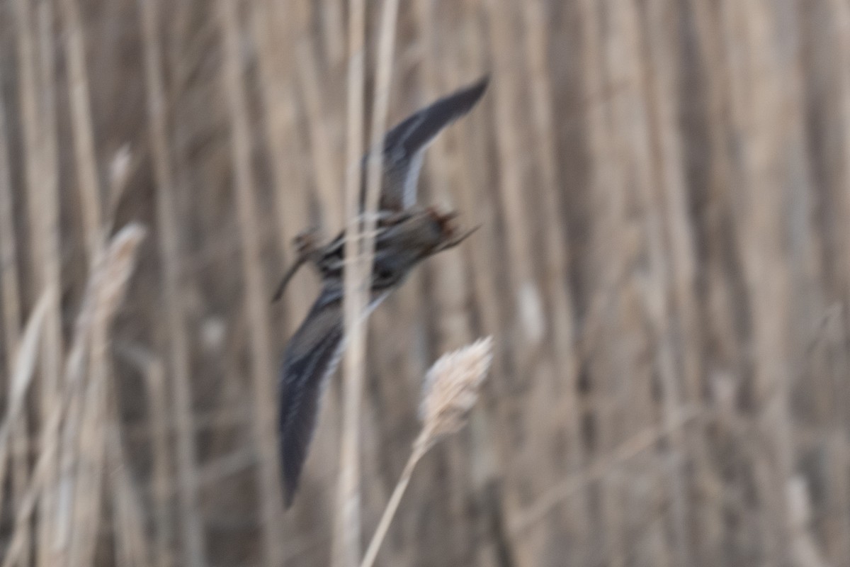 Wilson's Snipe - Sebastian Jones