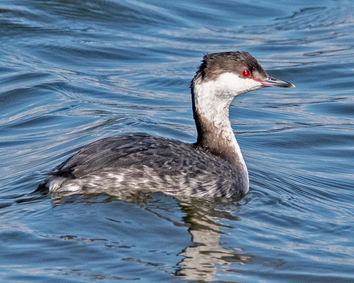 Horned Grebe - Margaret & Fred Parkes