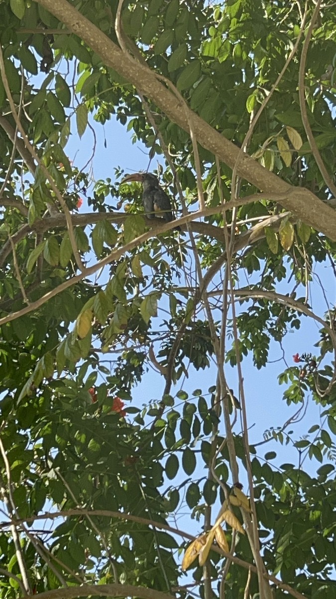 Malabar Gray Hornbill - Vasudev Prasad
